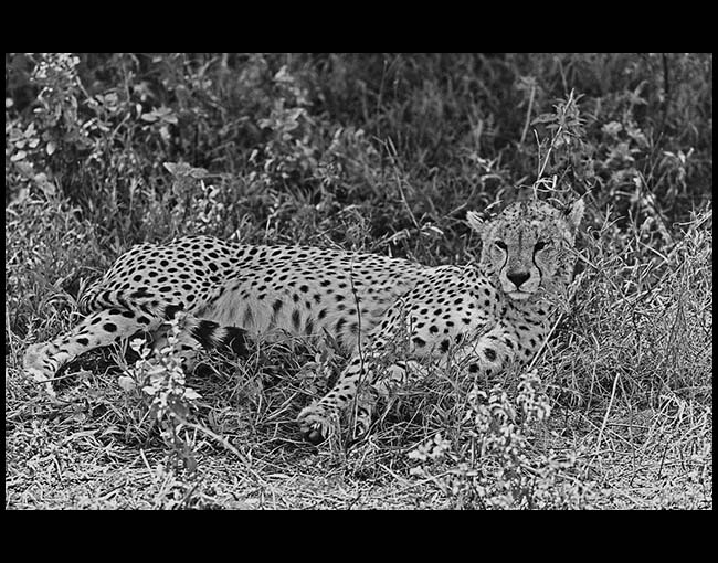Tanzania, Cheetah resting, Serengeti, 2012