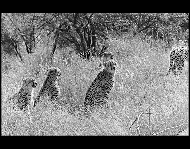South Africa, Cheetahs, Kruger National Park, 2010